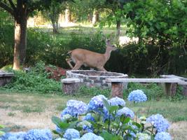 yard work 2010